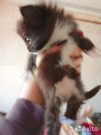 Котя майкунята помесь