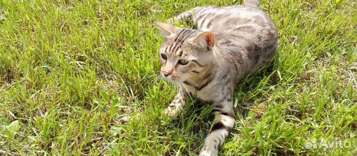 Бенгальские котята