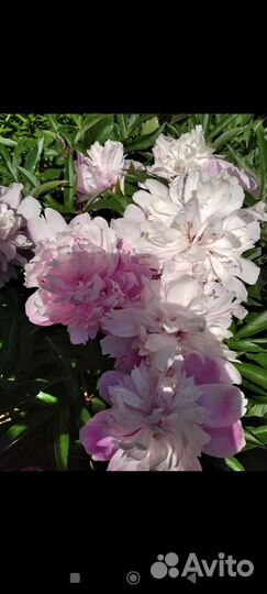 Пионы, щебетская малина, гортензия