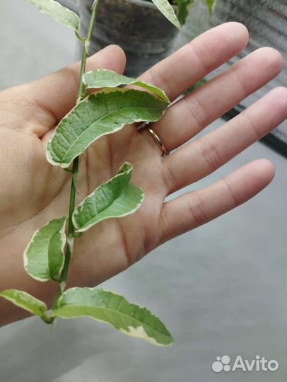 Фикус сагитата мутабилис