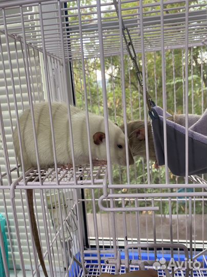 Крыса с клеткой