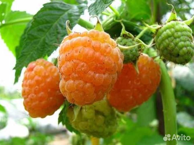 Малина Желтый Гигант