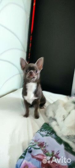 Собака чихуахуа мини кабель вязка