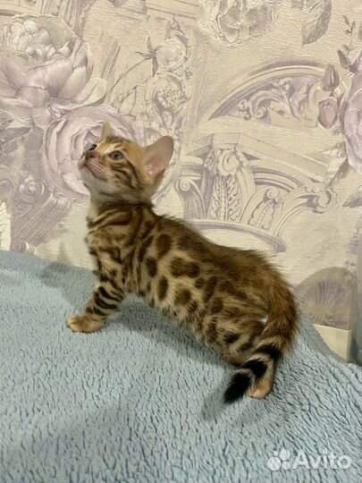 Бенгальские котята