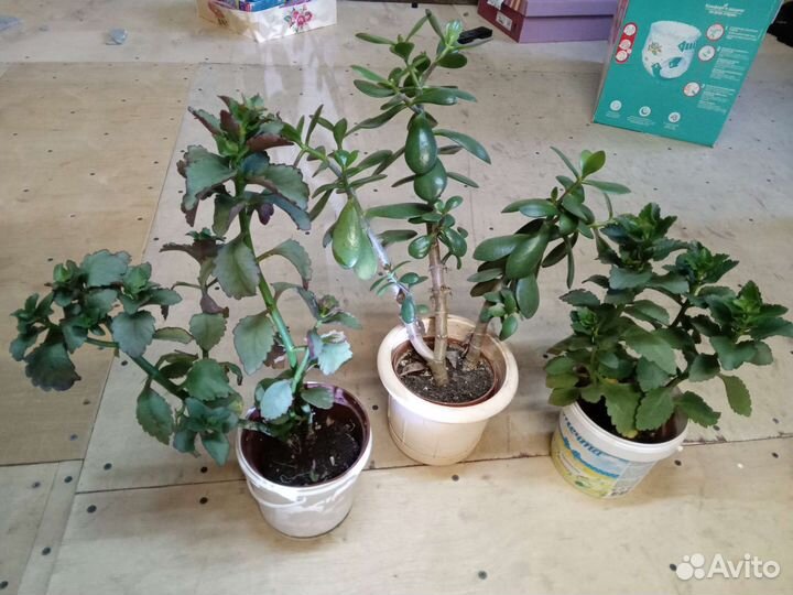 Комнатные цветы