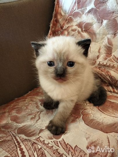 Отдам в добрые руки