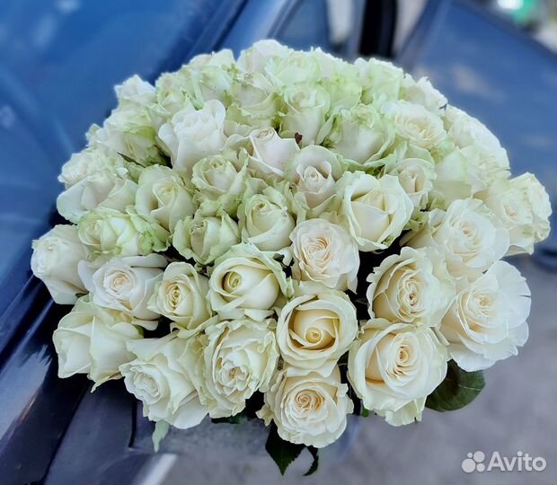 Цветы 51 роза белая