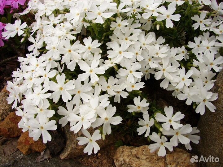 Флокс шиловидный