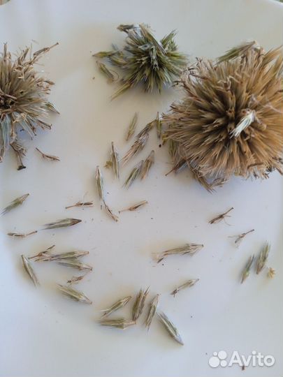 Мордовник шароголовый семена