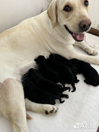 Щенки лабронемцы