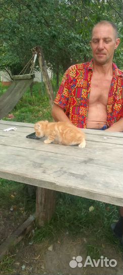 Рыжий котенок