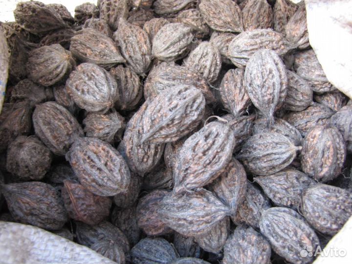 Орехи серого, черного и маньчжурского орехов