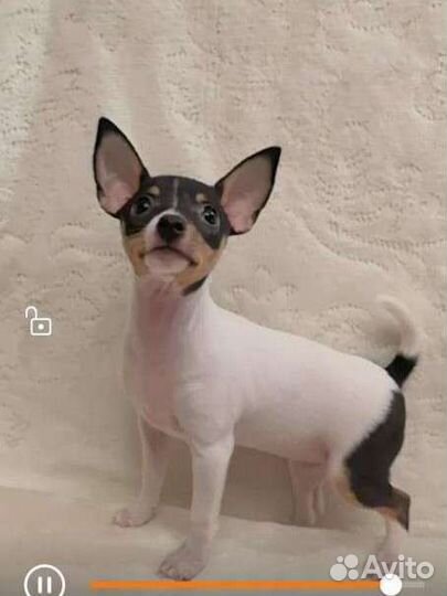 Американский той фокстерьер