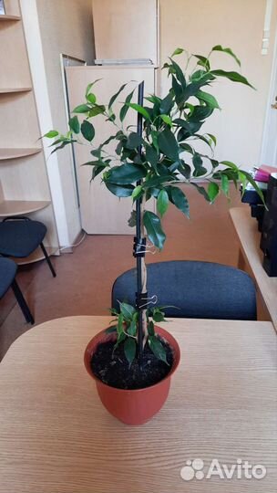 Фикусы сортовые Хлорофитум хохлатый