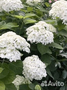 Примулы, саженцы гортензии, хоста голубая