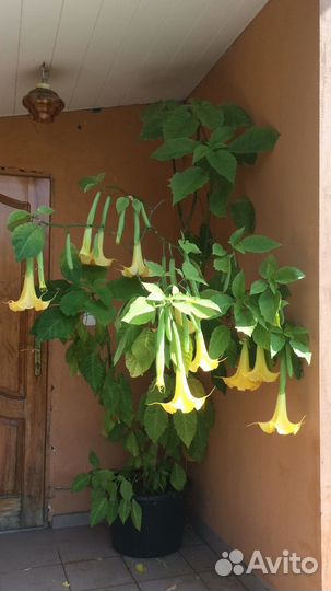 Бругмансия