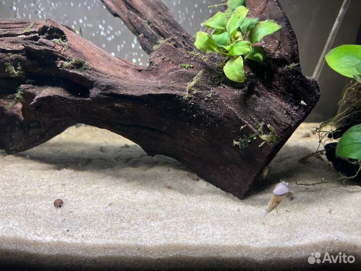 Улитки мелании