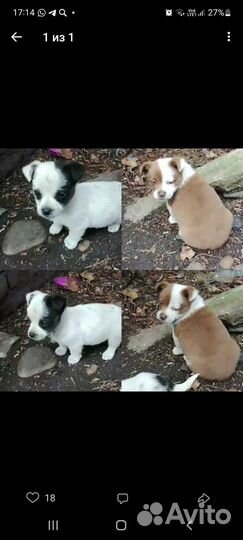 Щеночки