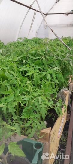 Рассада,есть доставка