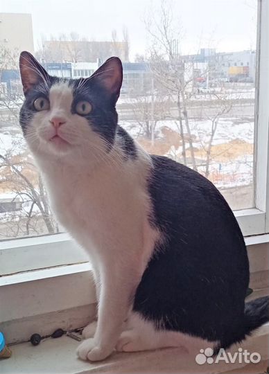 Молодой кот в очень добрые руки