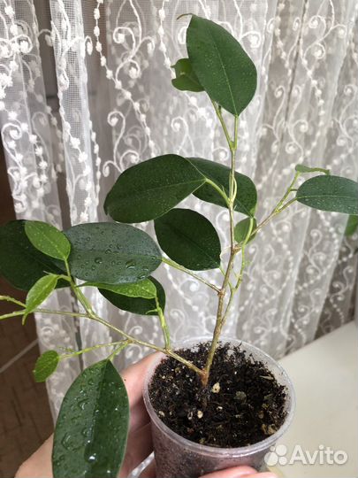 Комнатные цветы