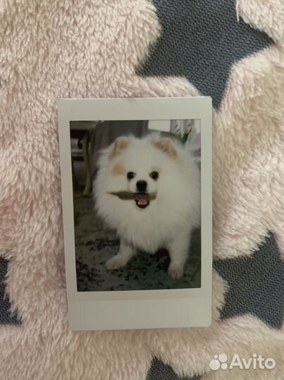 Немецкий шпиц вязка