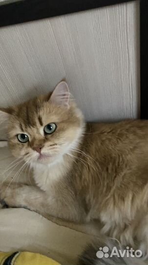 Кошка в дар