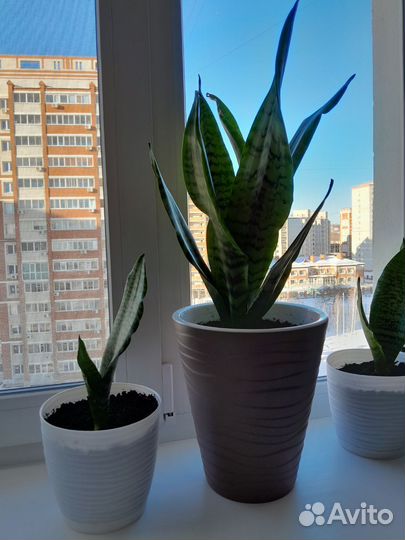 Сансевиерия(щучий хвост) 6 шт