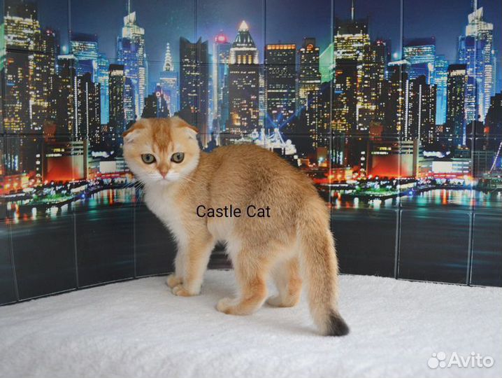 Очаровательные детки