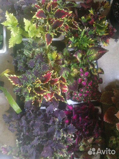 Вегетативные цветы