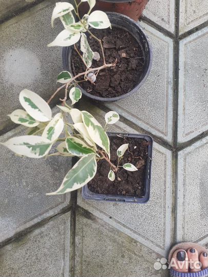 Рассада многолетних цветов