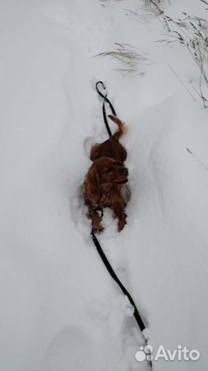 Вязка Кокер спаниель
