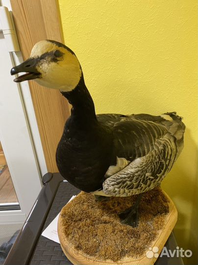 Чучело гуся