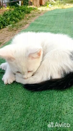 Белый котёнок мальчик