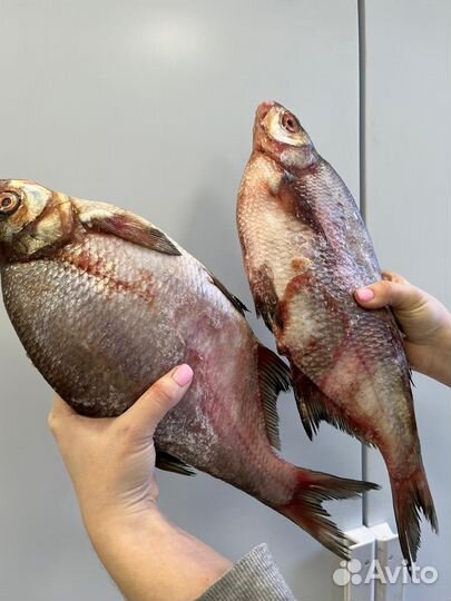 Свежая рыба