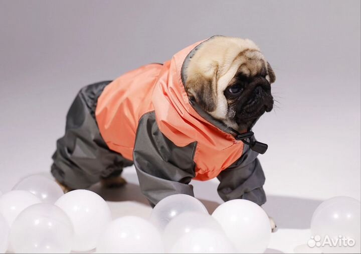Одежда для собак