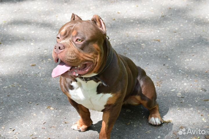 Американский булли вязка