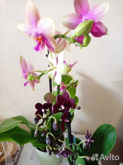 Орхидея фаленопсис Лиодоро