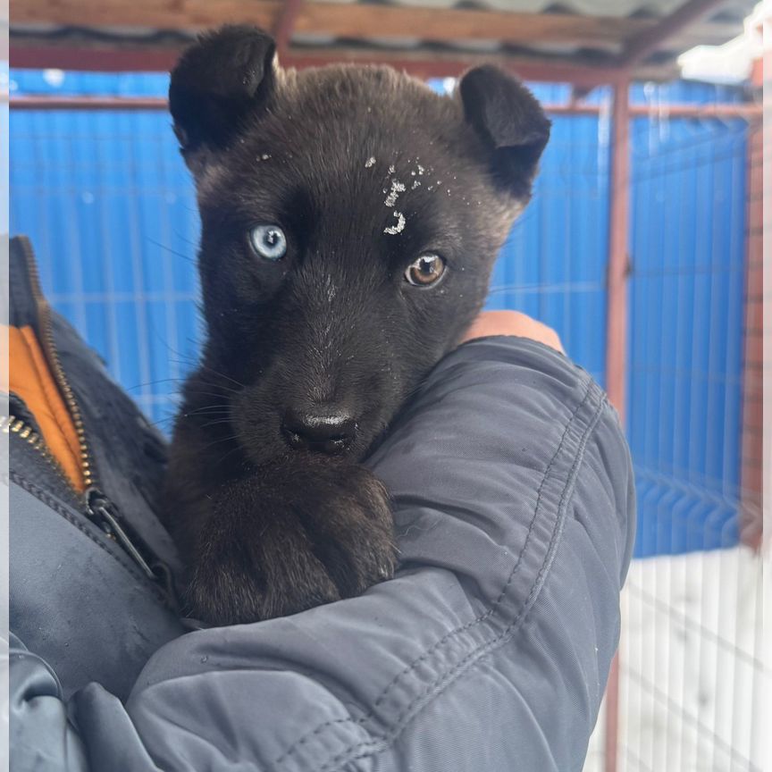 Щенок алабая в добрые руки