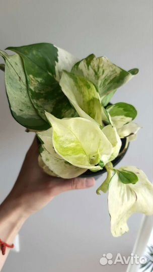 Эпипремнум Хэппи Лиф