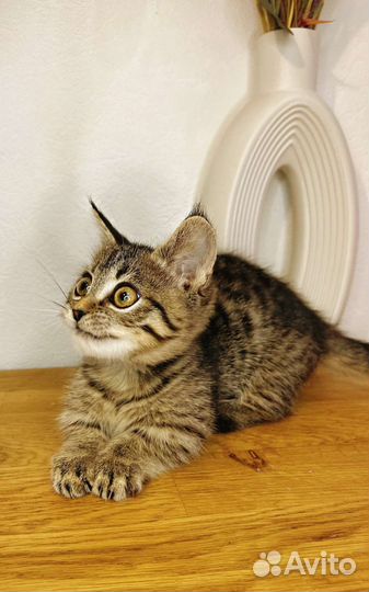 Кошечка Манчкин генетта стандарт