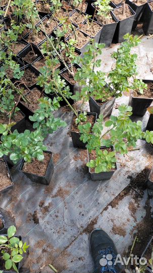 Плодовые деревья и саженцы