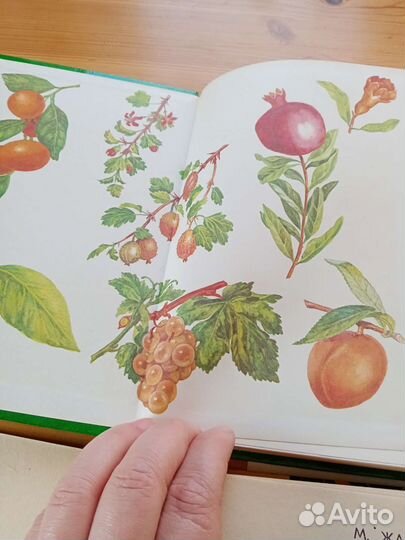 Книги по лекарственным растениям. Лесная аптека