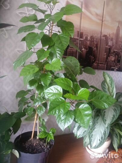 Всякие цветы, очень много