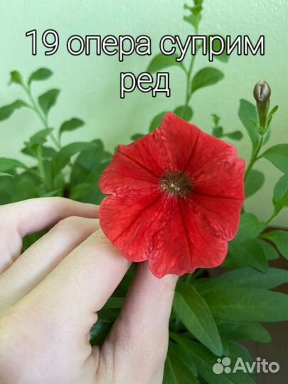 Рассада петунии