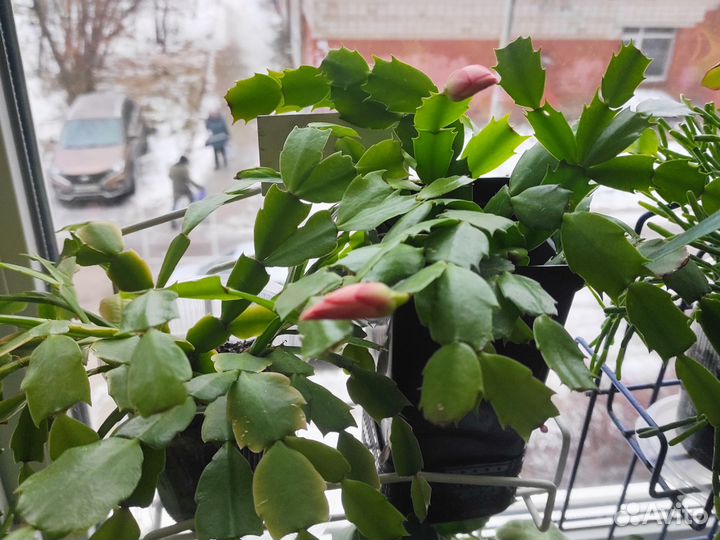 Декабрист шлюмбергера персикового и розового цвета