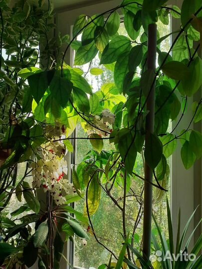 Комнатные цветы