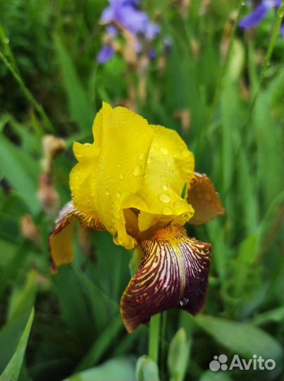 Ирисы бородатые
