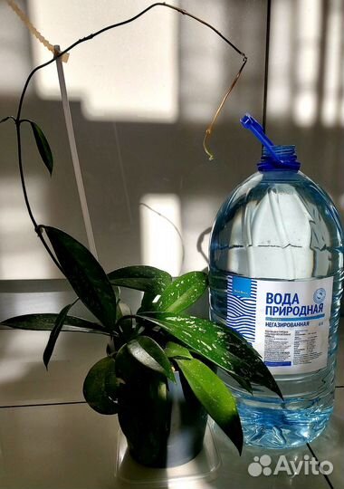 Хойя взрослая