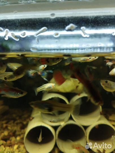 Аквариумные рыбки гуппи микс